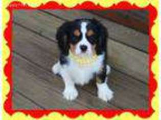 Cavalier King Charles Spaniel Puppy for sale in Center Ridge, AR, USA