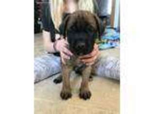 Mastiff Puppy for sale in New Alexandria, PA, USA