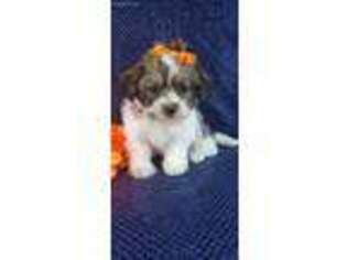 Shorkie Tzu Puppy for sale in Downing, MO, USA