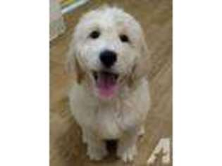 Goldendoodle Puppy for sale in TURNERS STATION, KY, USA