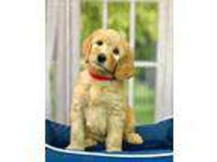 Goldendoodle Puppy for sale in Council Grove, KS, USA