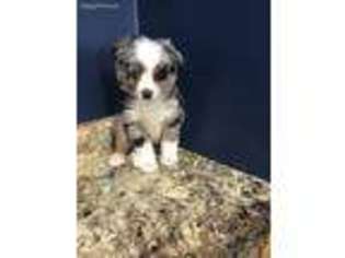 Miniature Australian Shepherd Puppy for sale in Baileyville, KS, USA