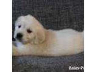 Mutt Puppy for sale in Cincinnati, OH, USA