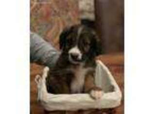 Mutt Puppy for sale in Fouke, AR, USA
