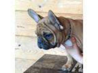 French Bulldog Puppy for sale in KELSO, WA, USA