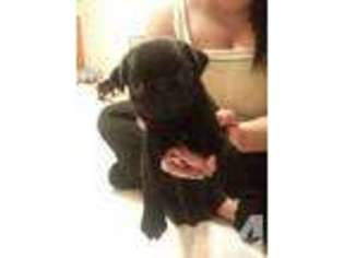Pug Puppy for sale in NEWPORT NEWS, VA, USA