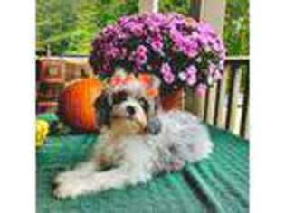 Cavapoo Puppy for sale in Appomattox, VA, USA