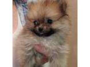 Pomeranian Puppy for sale in Ava, MO, USA