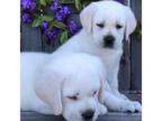 Labrador Retriever Puppy for sale in Los Angeles, CA, USA