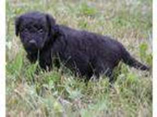 Labradoodle Puppy for sale in Sheridan, MI, USA
