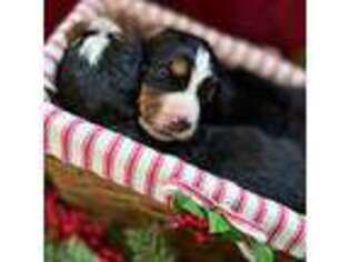 Bernese Mountain Dog Puppy for sale in Jacksonville, VT, USA