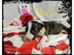 Bull Terrier Puppy for sale in Bowling Green, KY, USA