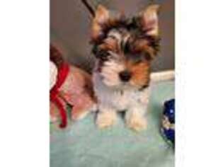 Biewer Terrier Puppy for sale in Strongsville, OH, USA