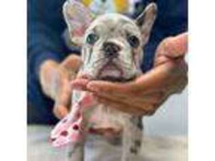 French Bulldog Puppy for sale in Middletown, DE, USA