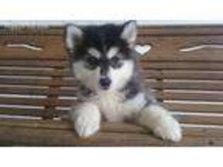 Siberian Husky Puppy for sale in Perry, OH, USA