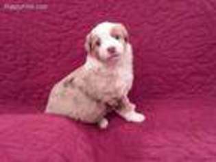 Miniature Australian Shepherd Puppy for sale in Lyons, WI, USA