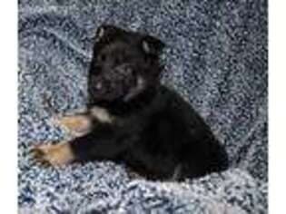 German Shepherd Dog Puppy for sale in Cadet, MO, USA