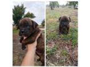 Boxer Puppy for sale in Beaver Crossing, NE, USA