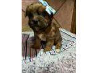 Yorkshire Terrier Puppy for sale in Fairland, IN, USA