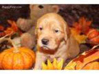 Golden Retriever Puppy for sale in North Bend, WA, USA