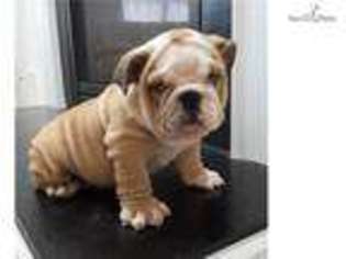 Bulldog Puppy for sale in Boston, MA, USA