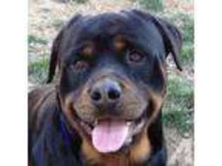 Rottweiler Puppy for sale in HILLSBORO, MO, USA