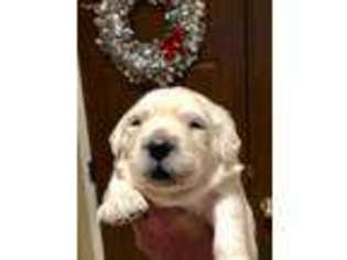 Medium Photo #1 Mutt Puppy For Sale in Victorville, CA, USA
