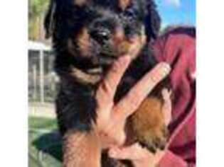 Rottweiler Puppy for sale in Colmesneil, TX, USA