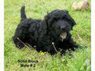 Goldendoodle Puppy for sale in PITTSBURG, KS, USA