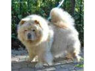 Chow Chow Puppy for sale in Oroville, CA, USA
