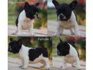 French Bulldog Puppy for sale in Walstonburg, NC, USA