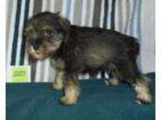 Mutt Puppy for sale in Foley, MN, USA
