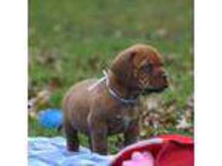 American Bull Dogue De Bordeaux Puppy for sale in Dresden, OH, USA