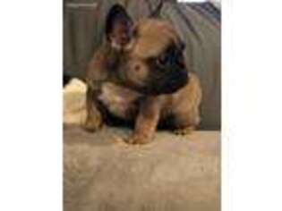 French Bulldog Puppy for sale in Sibley, MO, USA