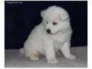Samoyed Puppy for sale in Wheatfield, IN, USA