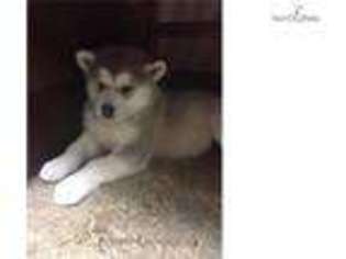 Alaskan Malamute Puppy for sale in Findlay, OH, USA