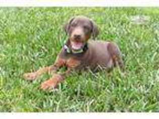 Doberman Pinscher Puppy for sale in Shreveport, LA, USA