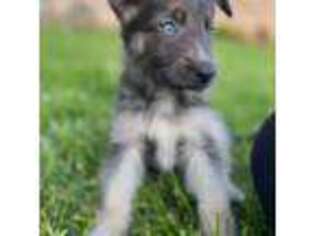 German Shepherd Dog Puppy for sale in Horsham, PA, USA