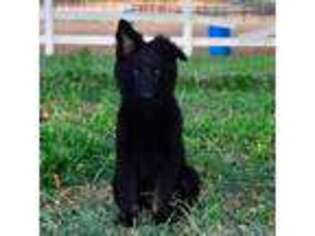 German Shepherd Dog Puppy for sale in Weatherford, TX, USA