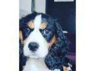 Cavalier King Charles Spaniel Puppy for sale in Queens, NY, USA