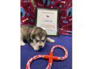 Alaskan Malamute Puppy for sale in Rocky Comfort, MO, USA