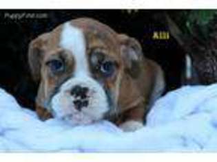 Miniature Bulldog Puppy for sale in Sugarcreek, OH, USA