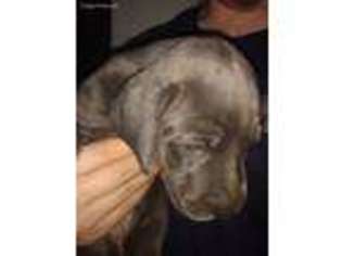 Great Dane Puppy for sale in Van Wert, OH, USA