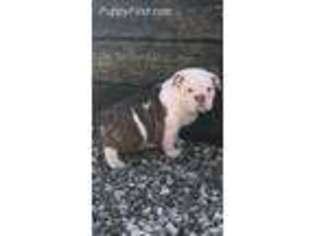 Bulldog Puppy for sale in Rogers, AR, USA