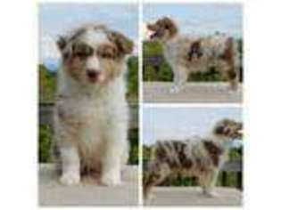 Miniature Australian Shepherd Puppy for sale in Madisonville, TN, USA