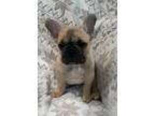 French Bulldog Puppy for sale in Lansing, MI, USA