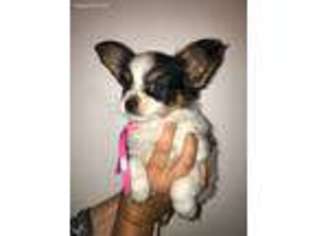 Papillon Puppy for sale in Seekonk, MA, USA