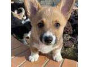 Pembroke Welsh Corgi Puppy for sale in Yucaipa, CA, USA