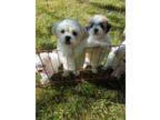 Mutt Puppy for sale in Strongsville, OH, USA