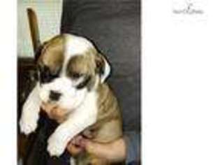 Bulldog Puppy for sale in Grand Rapids, MI, USA